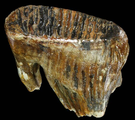 Fossil Woolly Mammoth Lower M Molar - North Sea Deposits #149823